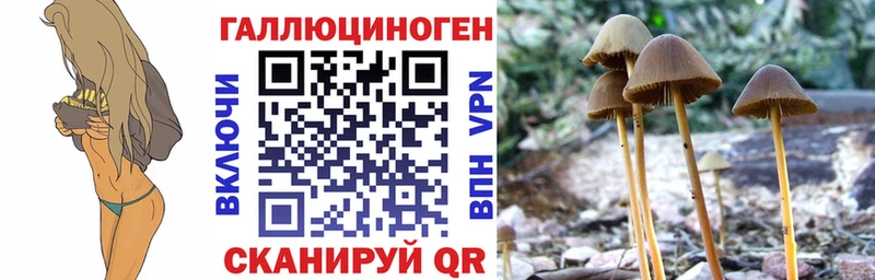 Псилоцибиновые грибы Psilocybe  Купить закладки  Пионерский 